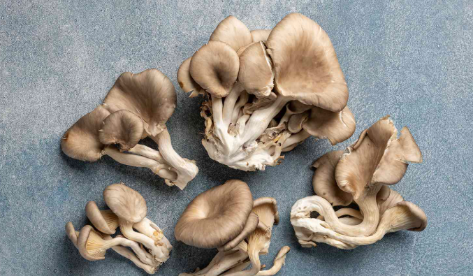 oyster mushroom