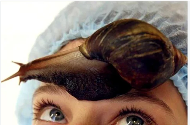 snail slime