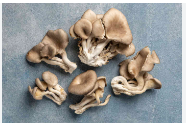 Oyster Mushroom Distributor