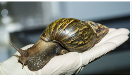 african giant snail