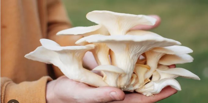 Oyster Mushrooms