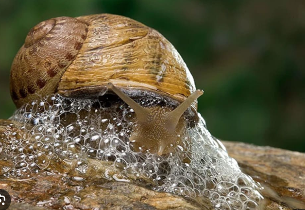 snail slime